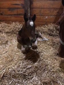 Racing Star x Western Ideal filly